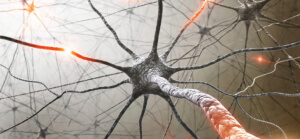 Nervous System
