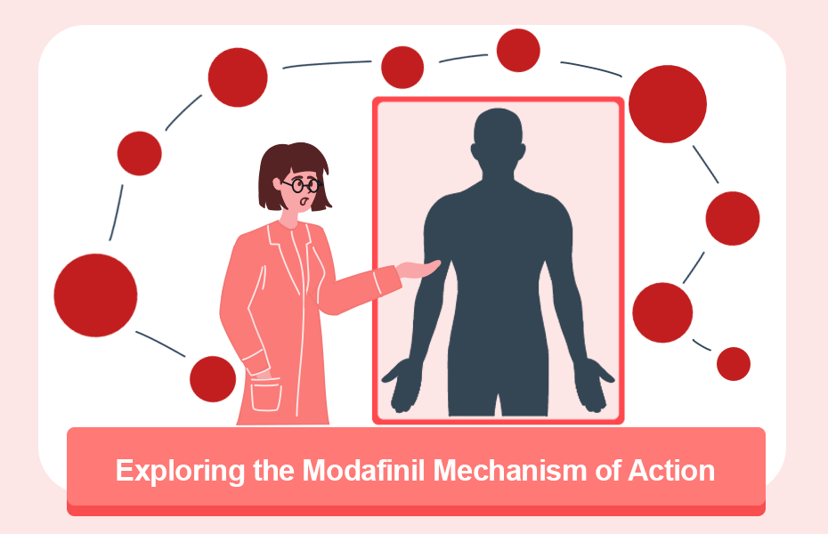 Exploring the Modafinil Mechanism of Action